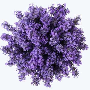 Lavender Series